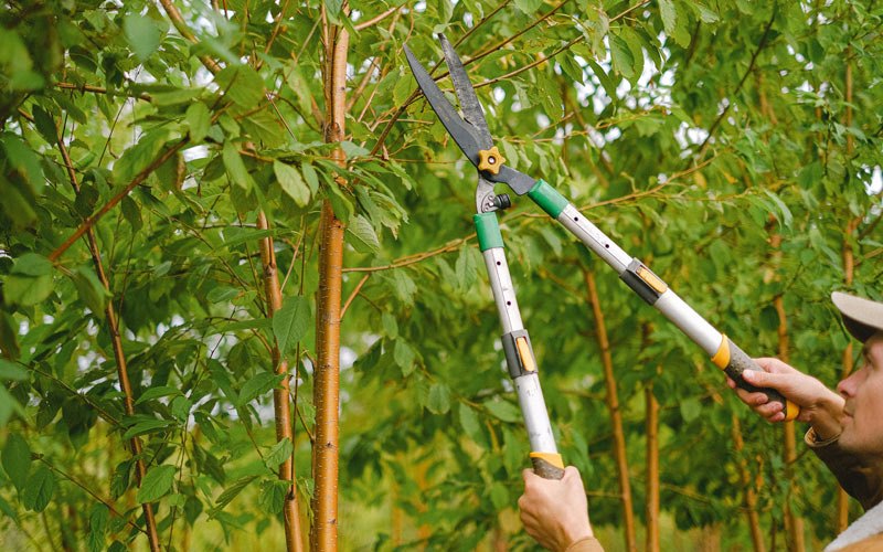Tree trimming in Caledonia, ND