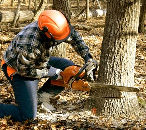 Tree Removal in Caledonia, ND